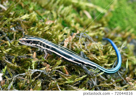 Larva of Japanese lizard (Sounkyo, Hokkaido) 72044816