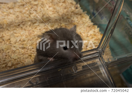 Long hair golden hamster gray 72045042