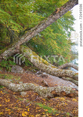 Lake Chuzenji, scenery from the vicinity of Utagahama, autumn leaves, autumn scenery Lake Chuzenji, scenery from the vicinity of Utagahama, autumn leaves, autumn scenery 72045086