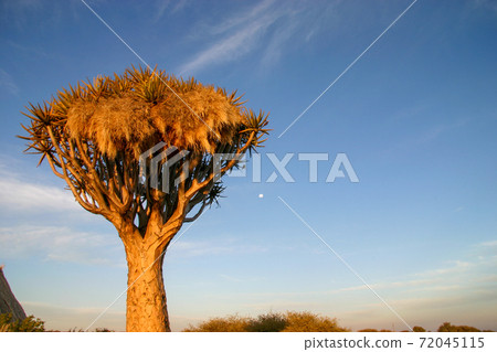 蘆薈雙子葉植物染在夕陽下 蘆薈雙子葉植物染在夕陽下 72045115