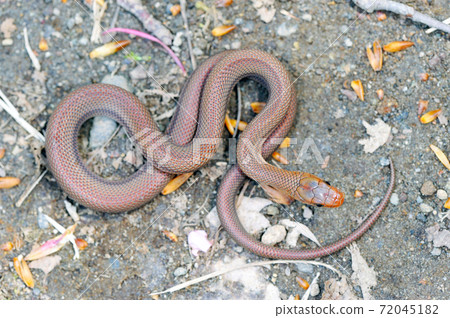 Young snake of Jimuri (Shiretoko, Hokkaido) Young snake of Jimuri (Shiretoko, Hokkaido) 72045182
