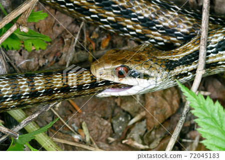 Cannibalism of striped snakes (Shiretoko, Hokkaido) Cannibalism of striped snakes (Shiretoko, Hokkaido) 72045183