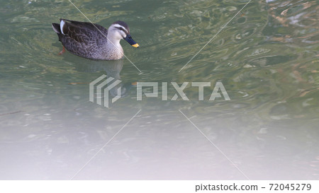 一隻鳥 一隻鳥 72045279