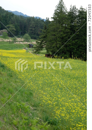 XT2 National Alps Azumino Park Satoyama Cultural Zone Rape blossoms Part 18 XT2 National Alps Azumino Park Satoyama Cultural Zone Rape blossoms Part 18 72045583
