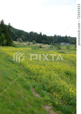 XT2 National Alps Azumino Park Satoyama Cultural Zone Rape blossoms Part 77 XT2 National Alps Azumino Park Satoyama Cultural Zone Rape blossoms Part 77 72045833