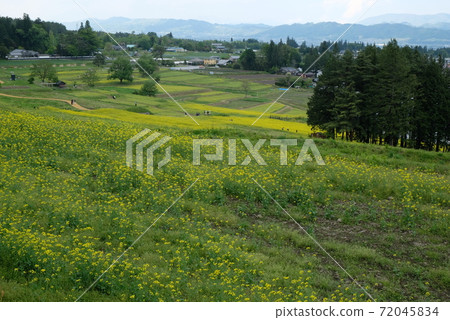 XT2 National Alps Azumino Park Satoyama Cultural Zone Rape blossoms Part 78 XT2 National Alps Azumino Park Satoyama Cultural Zone Rape blossoms Part 78 72045834