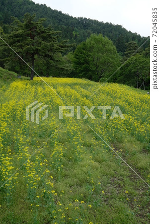 XT2 National Alps Azumino Park Satoyama Cultural Zone Rape blossoms Part 79 XT2 National Alps Azumino Park Satoyama Cultural Zone Rape blossoms Part 79 72045835