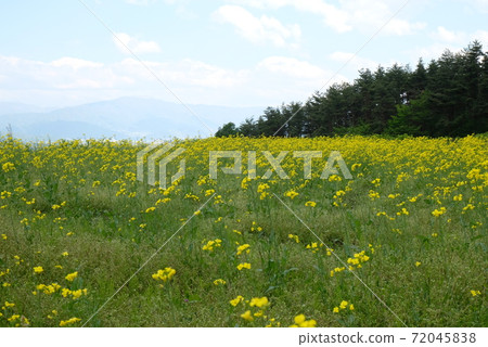XT2國家阿爾卑斯山Azumi公園里山文化區菜籽花82 XT2國家阿爾卑斯山Azumi公園里山文化區菜籽花82 72045838