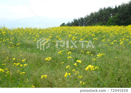 XT2國家阿爾卑斯山Azumi公園里山文化區菜籽花第83部分 XT2國家阿爾卑斯山Azumi公園里山文化區菜籽花第83部分 72045839