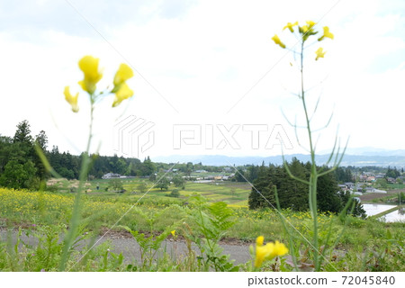 XT2國家阿爾卑斯山Azumi公園里山文化區菜籽花第84部分 XT2國家阿爾卑斯山Azumi公園里山文化區菜籽花第84部分 72045840