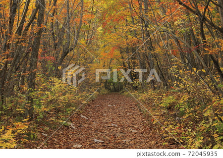 A tunnel of autumn leaves taken at the Tarumae Gallow in Tomakomai City, Hokkaido A tunnel of autumn leaves taken at the Tarumae Gallow in Tomakomai City, Hokkaido 72045935