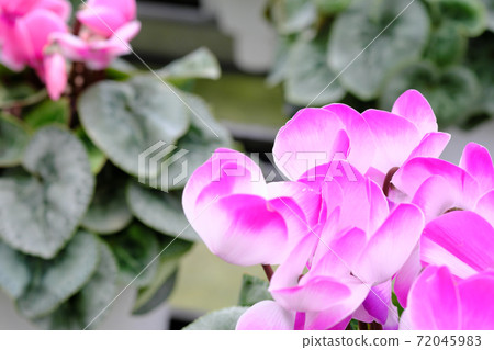 Image of cyclamen face-to-face Image of cyclamen face-to-face 72045983