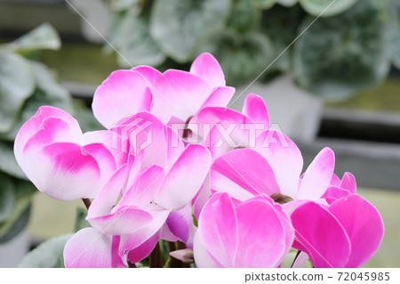 Cute pink and white cyclamen 72045985