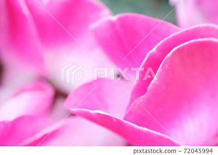 Macro material of beautiful petals of cyclamen 72045994