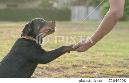 Dog paw holding onto a human hand. 72046008