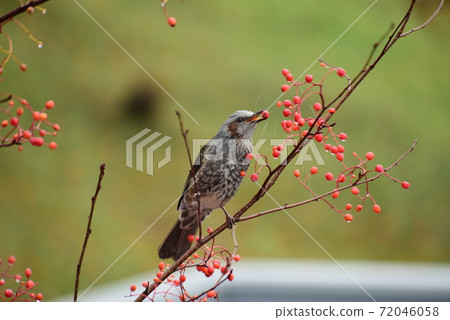 Bulbul winter preparation Bulbul winter preparation 72046058