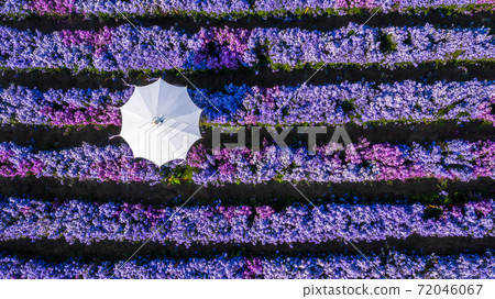 Aerial view margaret flower field with umbrella form above, Rows of Margaret or Marguerite flower, Aerial view beautiful pattern of marguerite flower bulb field, Thailand. 72046067
