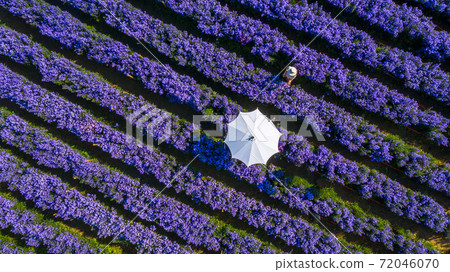 Aerial view margaret flower field with umbrella form above, Rows of Margaret or Marguerite flower, Aerial view beautiful pattern of marguerite flower bulb field, Thailand. 72046070