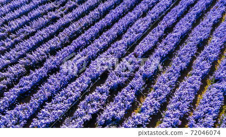 Aerial view margaret flower field form above, Rows of Margaret or Marguerite flower, Aerial view beautiful pattern of marguerite flower bulb field, Thailand. 72046074