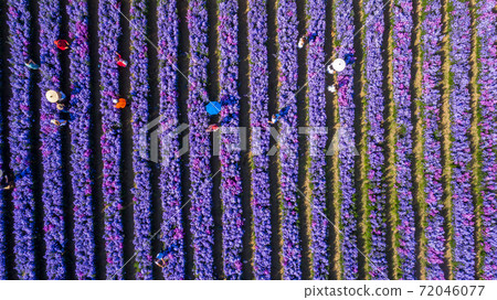 Aerial view margaret flower field form above, Rows of Margaret or Marguerite flower, Aerial view beautiful pattern of marguerite flower bulb field, Thailand. 72046077