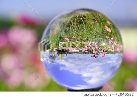 顛倒的波斯菊領域與鏡頭球5 顛倒的波斯菊領域與鏡頭球5 72046558