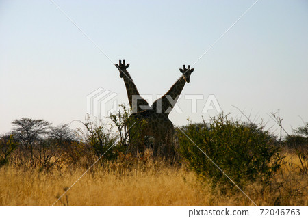 Silhouette of two crossed giraffes Silhouette of two crossed giraffes 72046763