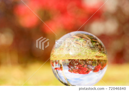 Upside down autumn leaves seen with a lens ball 8 Upside down autumn leaves seen with a lens ball 8 72046840