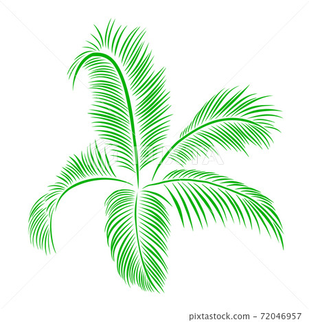 Green palm leaves botanical foliage vector illustration. Green palm leaves botanical foliage vector illustration. 72046957