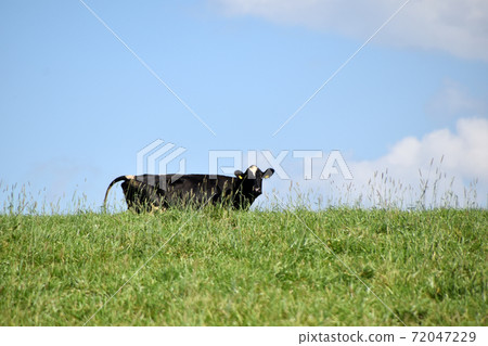 一頭牛 72047229