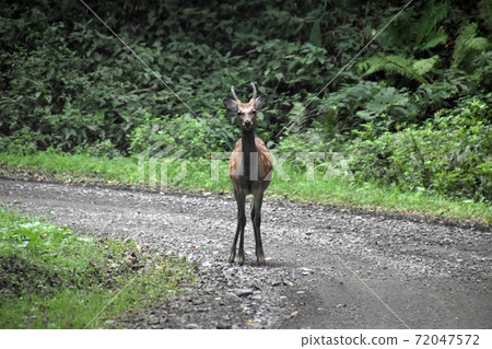 Ezo deer Ezo deer 72047572