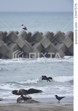 Steller's sea eagle and crows (Hokkaido) Steller's sea eagle and crows (Hokkaido) 72047579