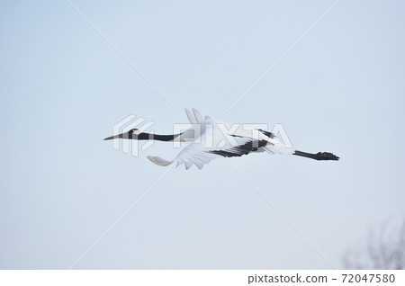 Japanese cranes flying in the blue sky (Hokkaido, Tsurui) Japanese cranes flying in the blue sky (Hokkaido, Tsurui) 72047580