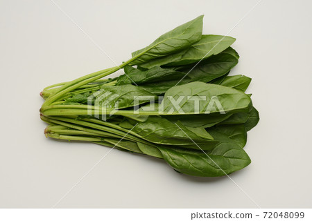 spinach spinach 72048099