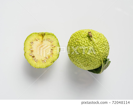 Green fruit of maclura, osage orange 72048114