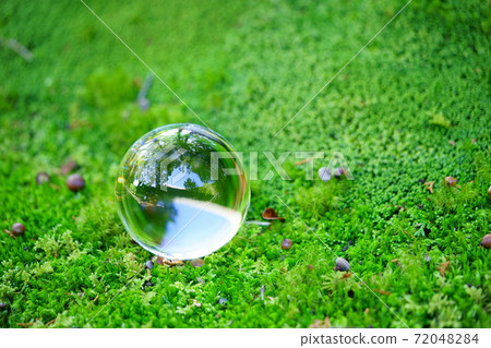 Cool feeling of moss garden 43 Cool feeling of moss garden 43 72048284