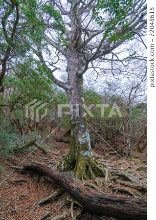 沖繩（天城山）在山路上 72048618