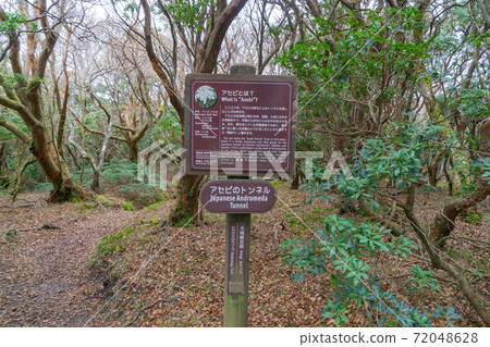 Japanese andromeda tunnel (Mt. Amagi) 72048628