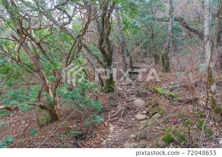 萬次郎山（天城山）附近的山路 72048655