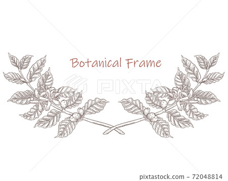 Plant frame coffee tree sepia 72048814
