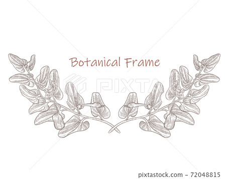 Plant frame Acanthopanax sentico sepia 72048815