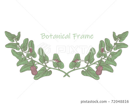 Plant frame Acanthopanax senticosus 72048816