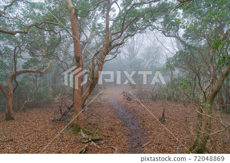 瓦斯覆蓋的山路（天城山） 72048869