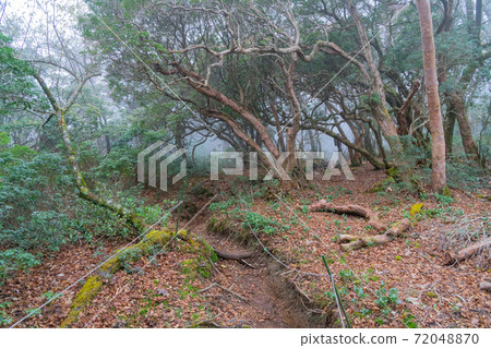 瓦斯覆蓋的山路(天城山) 瓦斯覆蓋的山路(天城山) 72048870