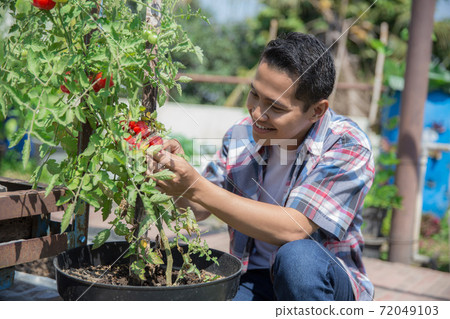 male farmer looking at tomato male farmer looking at tomato 72049103