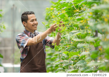 male farmer in the green house farm male farmer in the green house farm 72049129