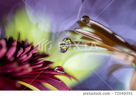 Drop gerbera 72049391