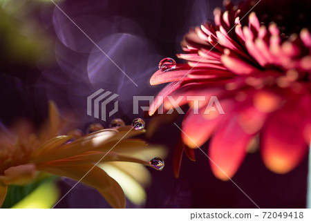 Drop gerbera 72049418