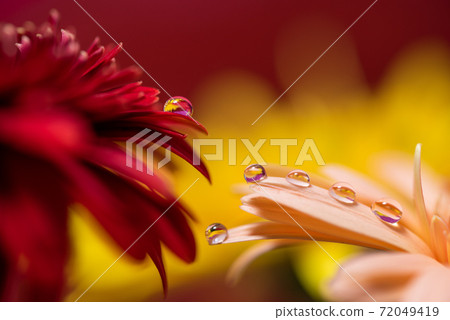 Drop gerbera 72049419