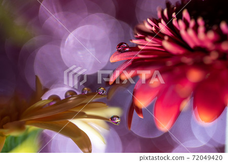 非洲菊 非洲菊 72049420