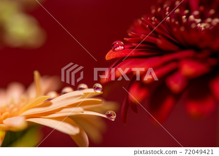 非洲菊 非洲菊 72049421